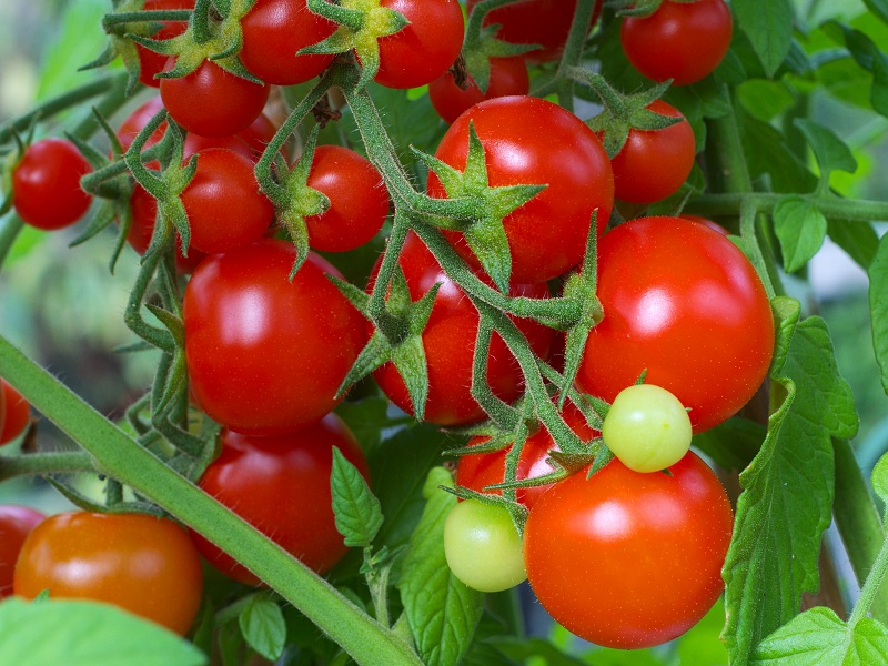 Cách chọn cà chua bi 2